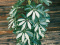 Šeflera - Schefflera Arboricola