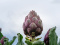 Artichoke - Cynara