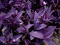 Crvenolisni puzavac - Tradescantia Pallida