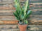 Zanzibarski dragulj - Zamioculcas Zamiofolia